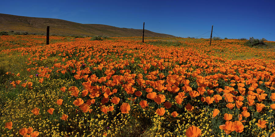 Antelope Valley Photograph - Panorama of Poppies Antelope Valley by Bridget Calip