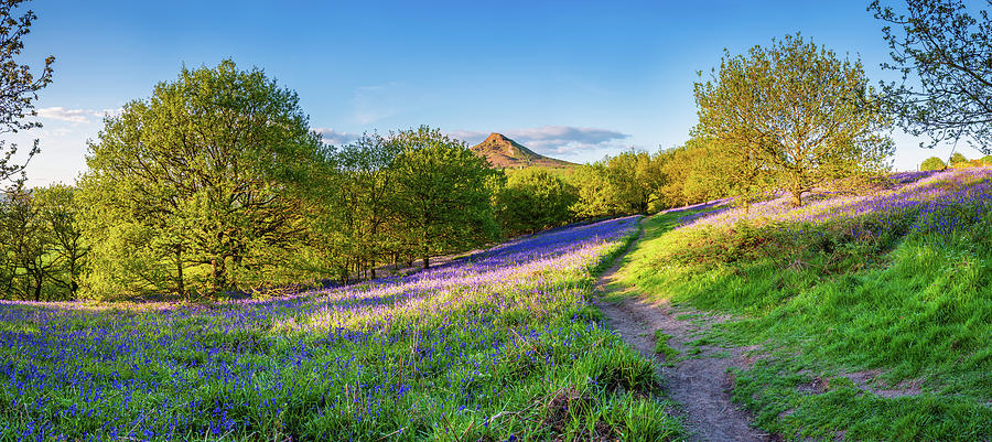 Panorama Of Roseberry Topping From Newton Wood Photograph