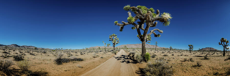 Panorama of Sandy Desert Road with Joshua Trees Photograph by Kelly VanDellen