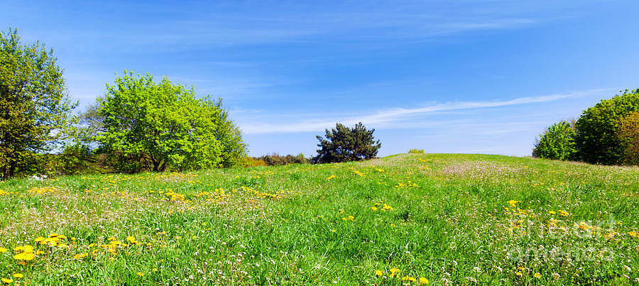 Spring Photograph - Panorama of summer meadow with green grass by Michal Bednarek