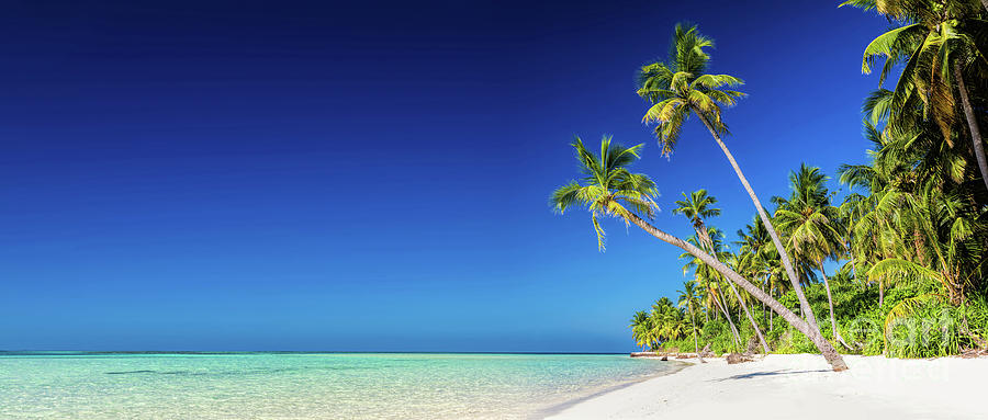 Panorama of tropical island with coconut palm trees on sandy beach ...