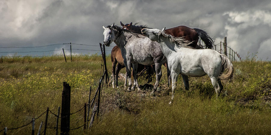 Panorama of Western Horses by the Pasture Fence Photograph by Randall Nyhof