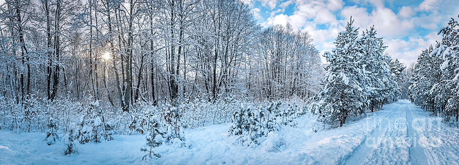 Panorama of winter park with frozen trees and snow. Photograph by Michal Bednarek