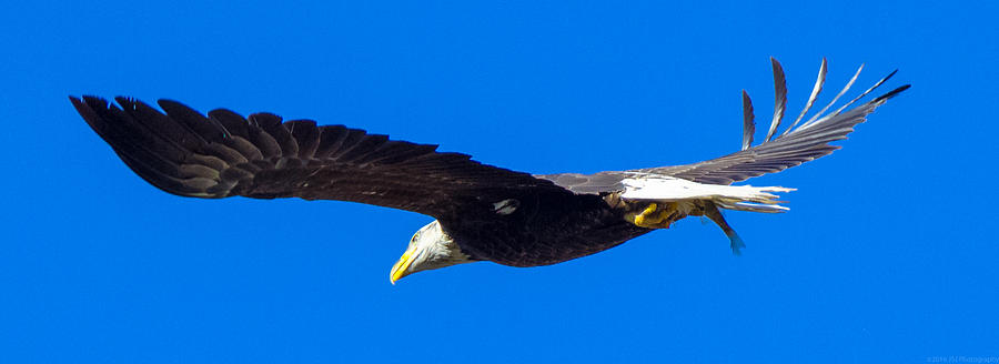Panoramic Bird of Prey Photograph by Jeff at JSJ Photography
