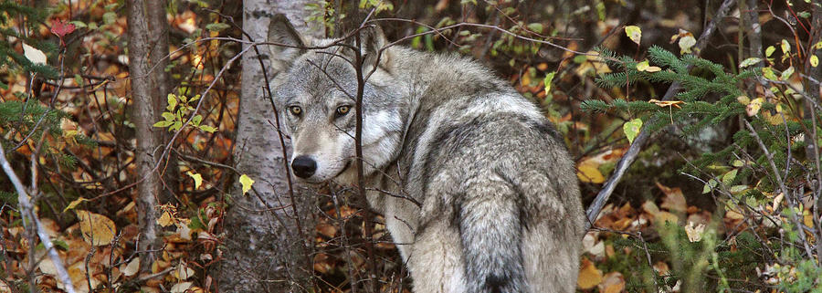 Panoramic Gray Wolf Yukon Digital Art by Mark Duffy