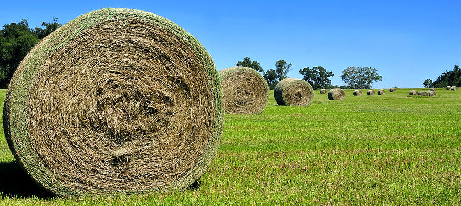 Panoramic hay bails Photograph by David Lee Thompson