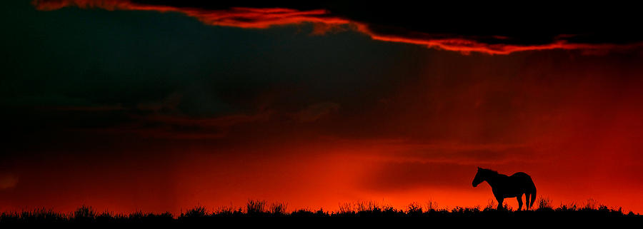 Panoramic Horse Sunset Digital Art by Mark Duffy