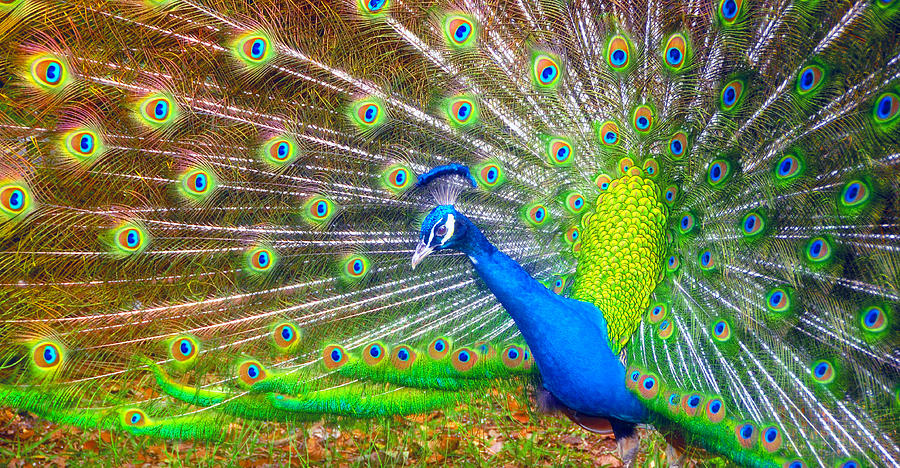 Panoramic Peacock Photograph by David Lee Thompson
