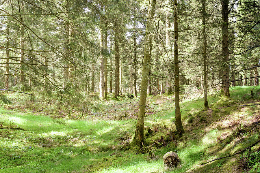 Panoramic Spring English Forest A Stockhill Wood Somerset Photograph by ...