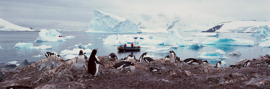 Nature Photograph - Panoramic View Of Gentoo Penguins by Panoramic Images