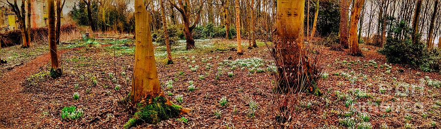 Panoramic View of Snowdrop Woods Photograph by Joan-Violet Stretch