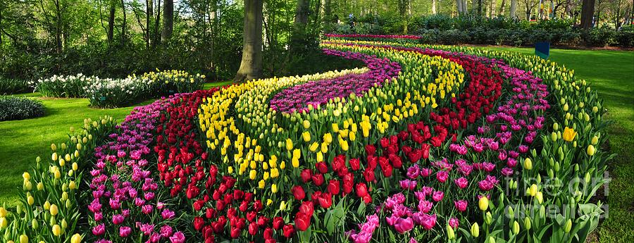 Pattern Photograph - Panoramic view of Tulip Ornamental Garden by Akshay Thaker
