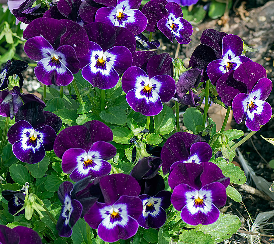 Pansies 1 Photograph by Kenneth Albin