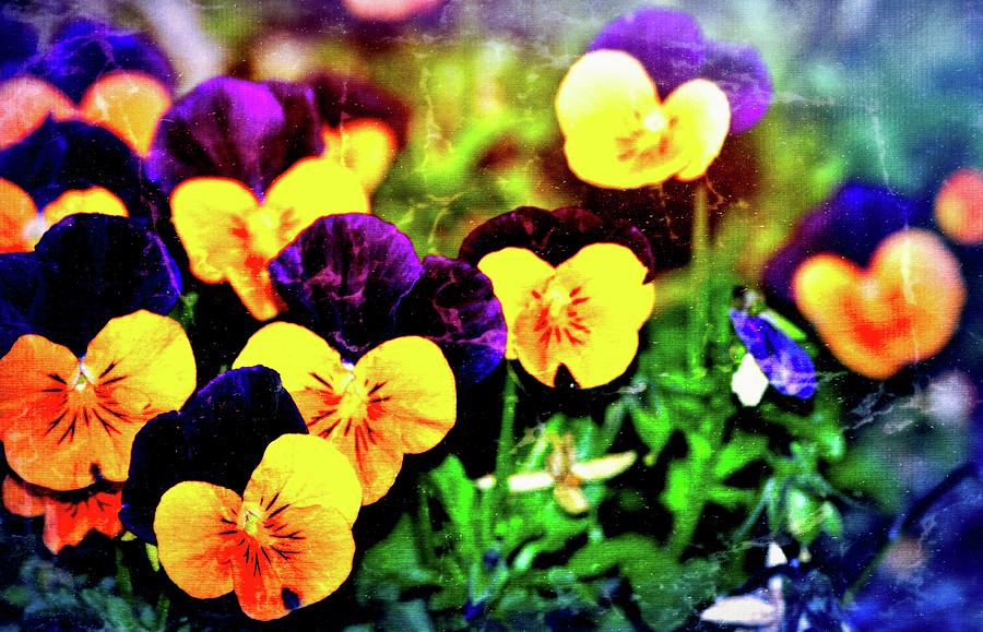 Pansies 12 Photograph by Pamela Cooper