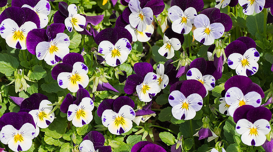 Pansies 2 Photograph by Kenneth Albin
