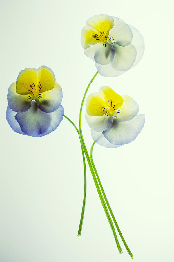 Pansies 3 Photograph by Rebecca Cozart