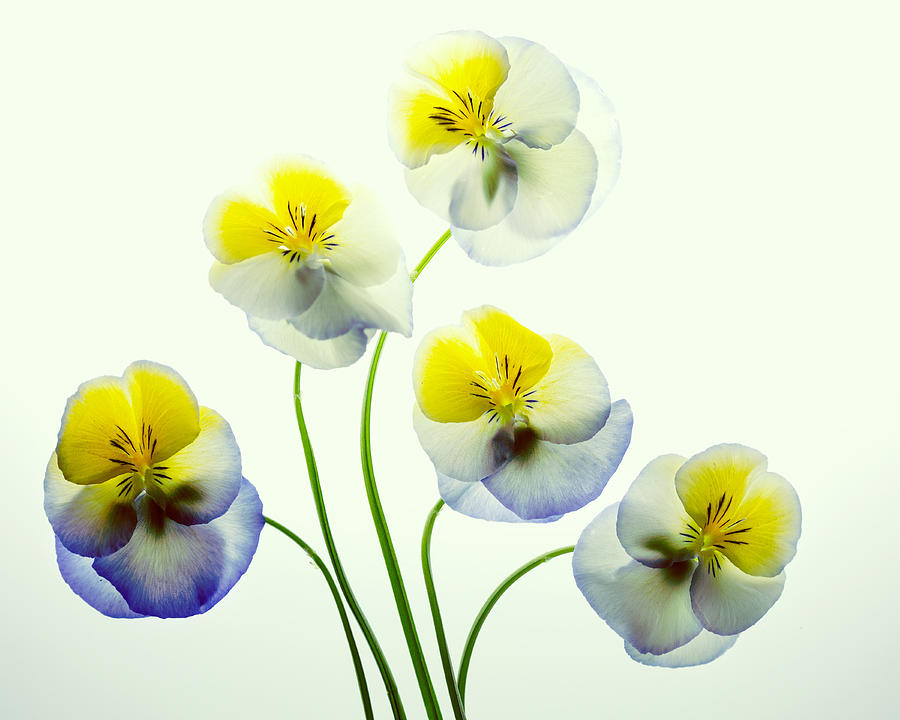 Pansies 5 Photograph by Rebecca Cozart