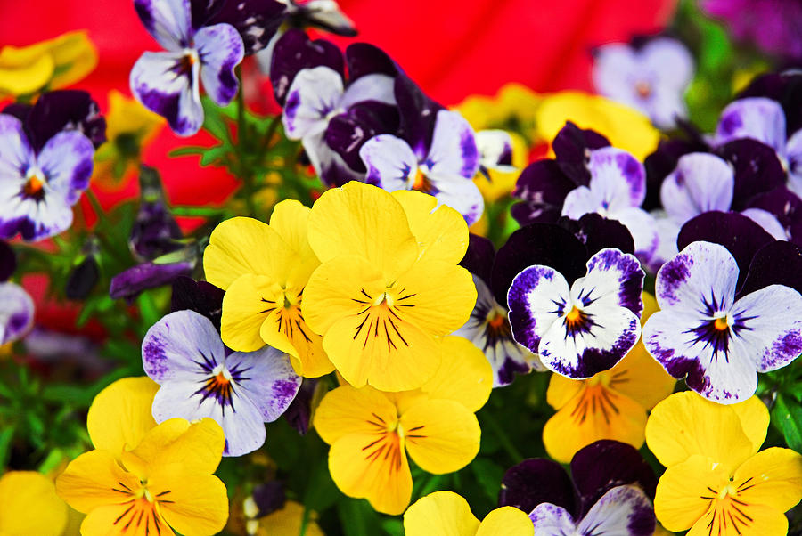 Pansies and Red Cart Photograph by Robert Meyers-Lussier