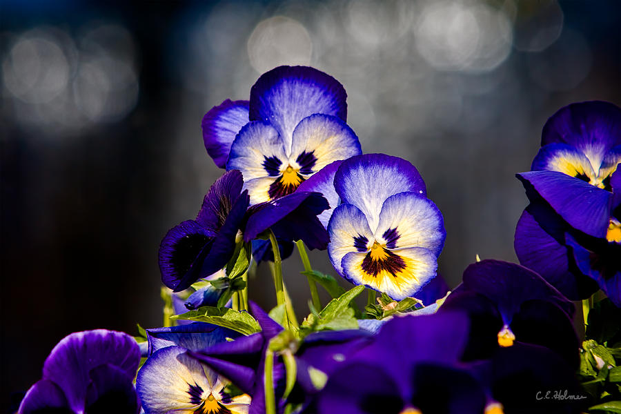 Pansies Photograph by Christopher Holmes