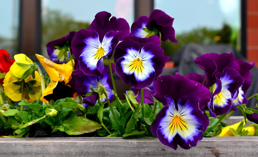 Pansies Photograph by Colleen Phaedra