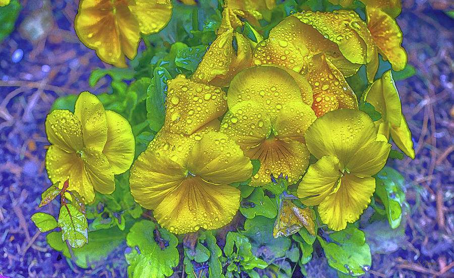 Pansies - Coloring Book Effect Photograph by Constantine Gregory
