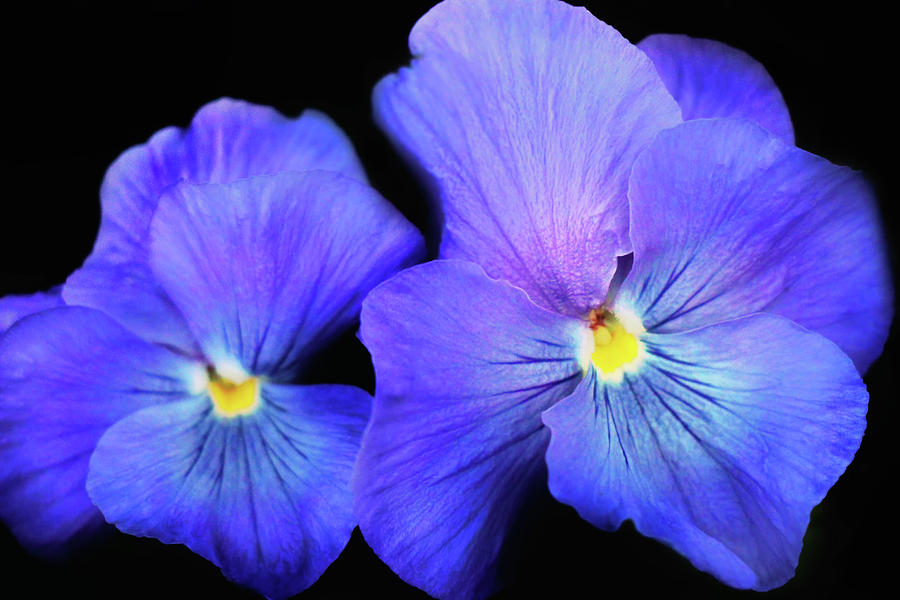 Nature Photograph - Pansies For Thoughts by Iryna Goodall