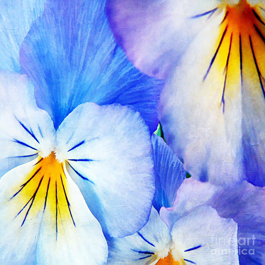 Fall Photograph - Pansies in Blue Tones by Darren Fisher