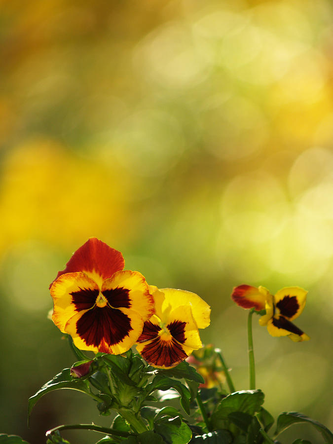 Pansies In The Autumn Glow Photograph by Dorothy Lee
