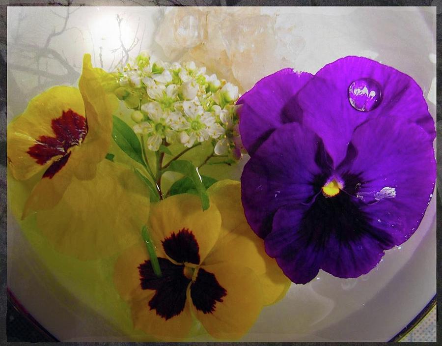 Pansies In the Light Photograph by Feather Redfox