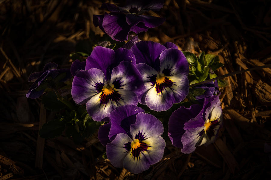 Pansies  Photograph by Jay Stockhaus