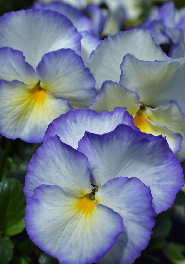 Pansies Photograph by Jimmy Chuck Smith