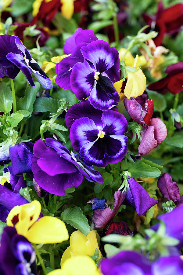 Pansies Photograph by John Hoey