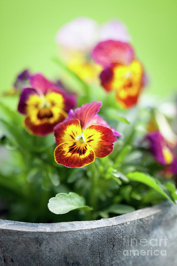 Pansies Photograph by Kati Finell