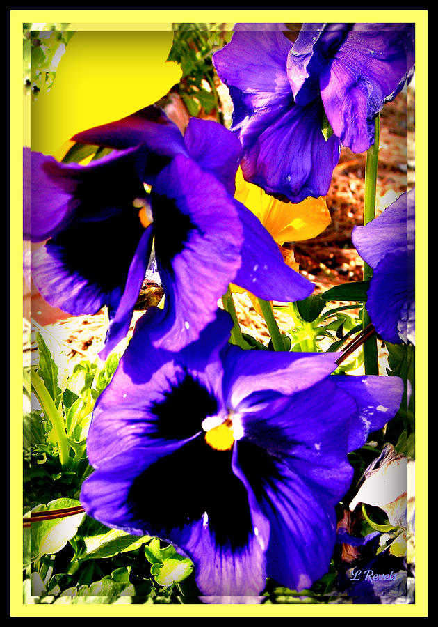 Pansies Photograph by Leslie Revels