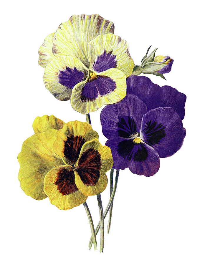 Pansies Painting by MotionAge Designs