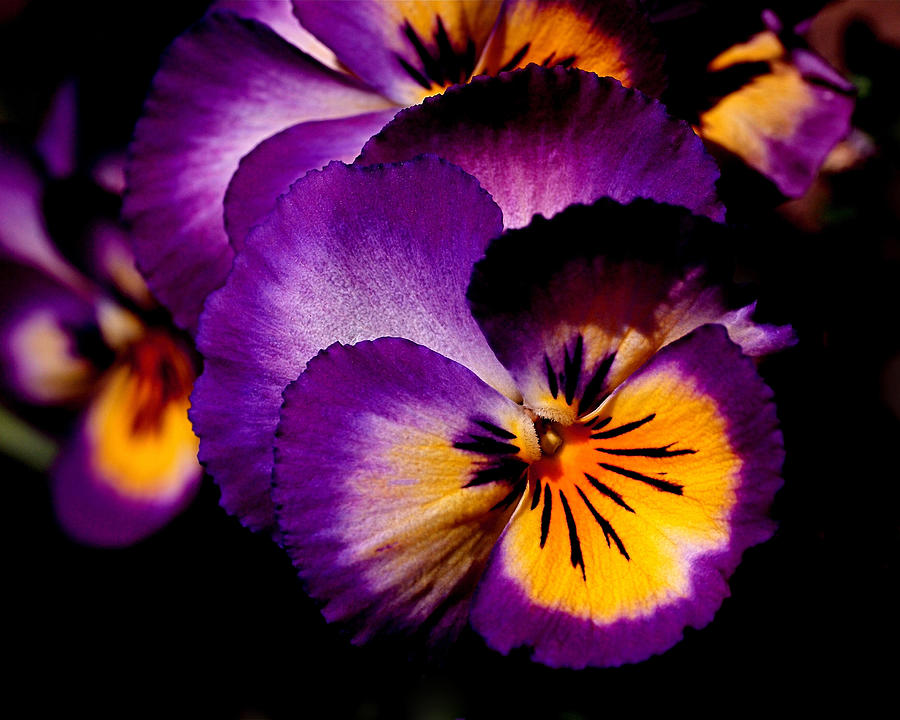 Flower Photograph - Pansies by Rona Black