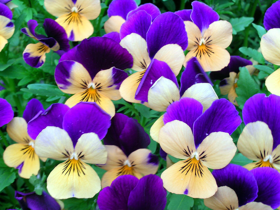 Pansies Photograph by Sandy Taylor