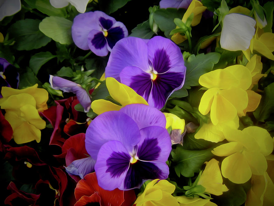 Pansies, Two Photograph by Elizabeth Tillar