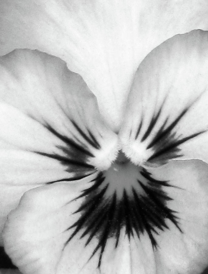 Flower Photograph - Pansy 01 BW - Thoughts of You by Pamela Critchlow