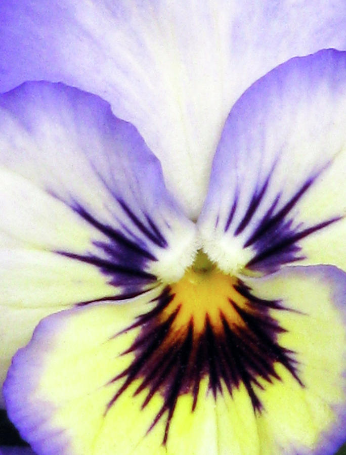 Pansy 01 - Thoughts Of You Photograph