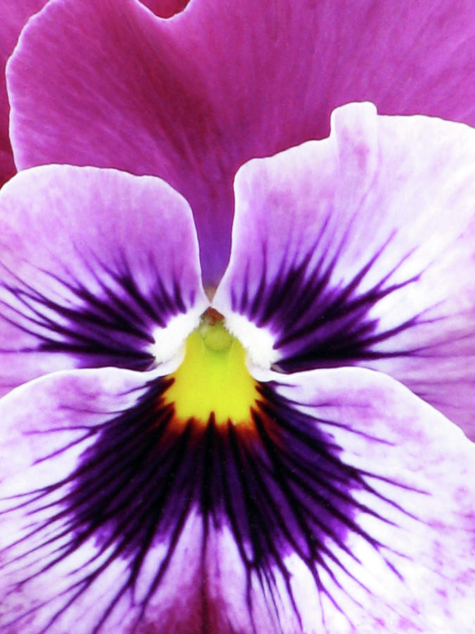 Pansy 07 - Thoughts of You Photograph by Pamela Critchlow