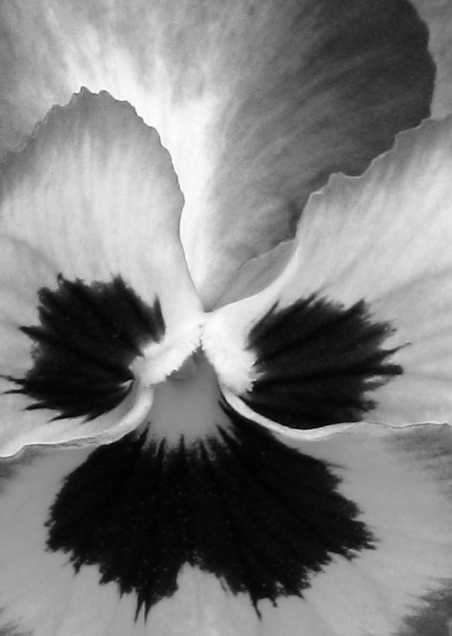 Pansy 10 BW - Thoughts of You Photograph by Pamela Critchlow