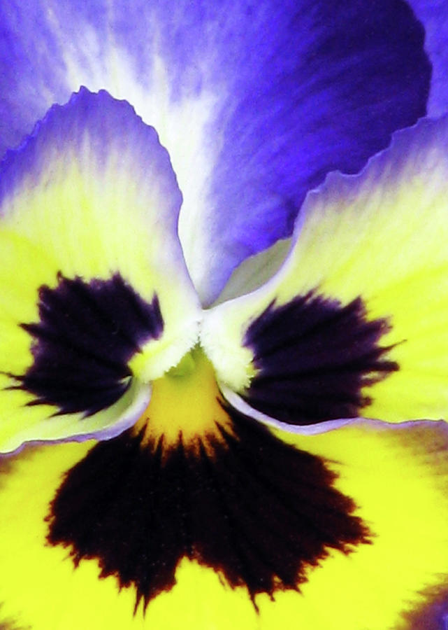 Pansy 10 - Thoughts of You Photograph by Pamela Critchlow