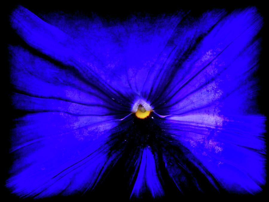 Pansy Abstract Grunge Digital Art by Ernest Echols