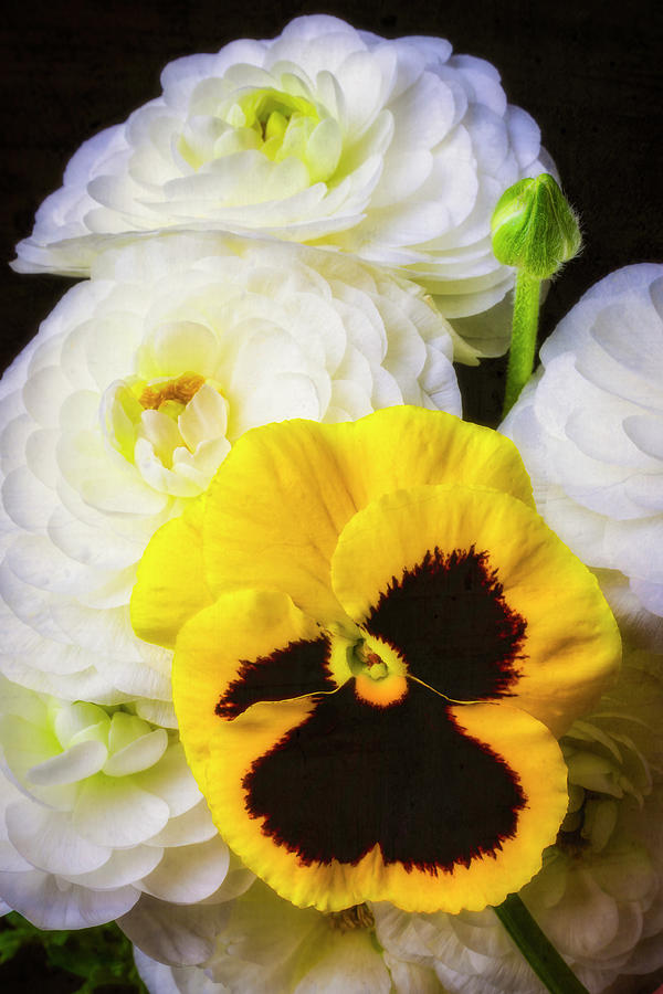 Pansy And Ranunculus Photograph by Garry Gay