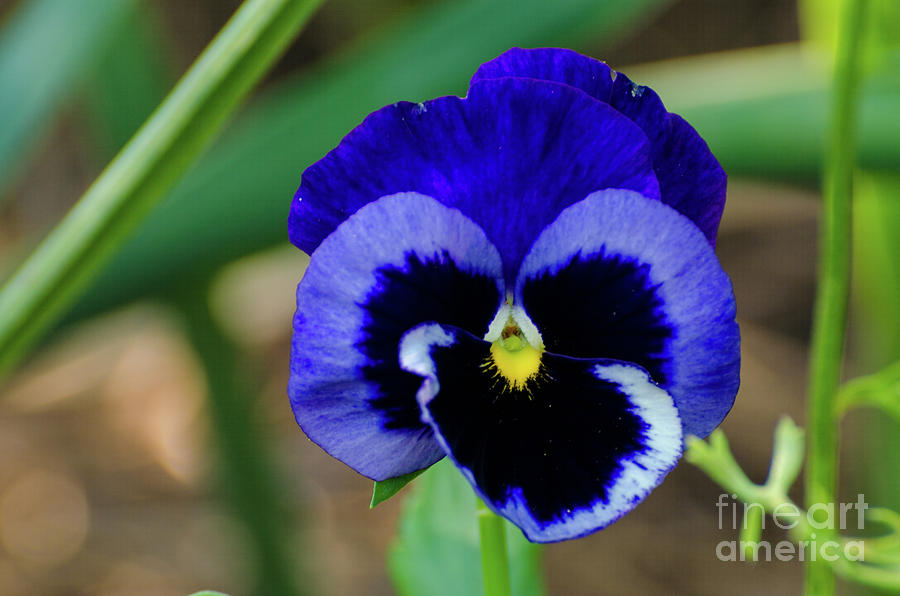 Pansy Beauty Photograph by Donna Brown