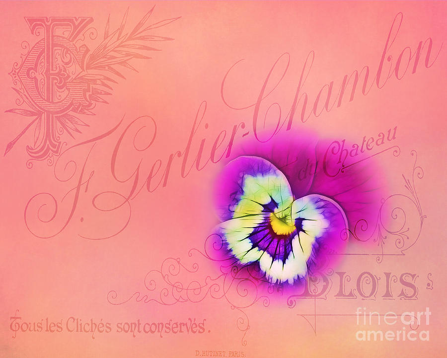 Pansy Card Photograph by Judi Bagwell