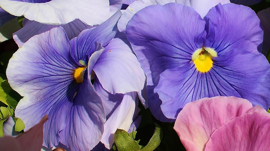 Nature Photograph - Pansy Delight by Bruce Bley