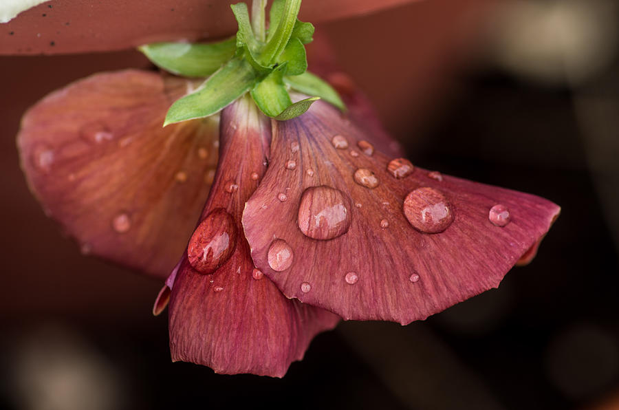 Pansy Droplets Photograph by Teresa Herlinger
