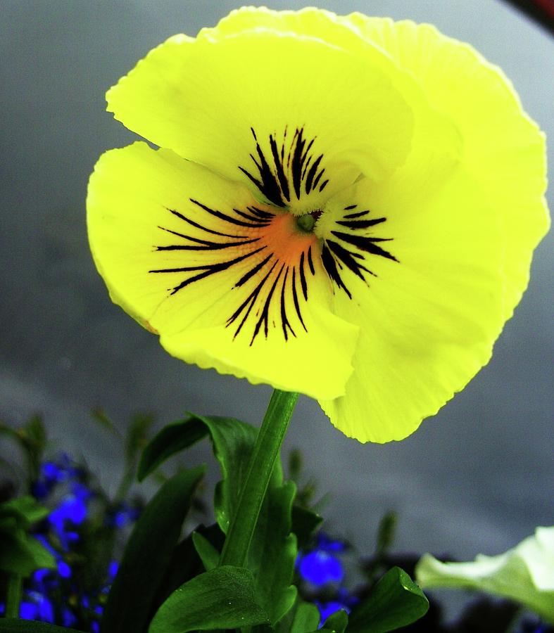 Flowers Still Life Photograph - Pansy by Emer O Hara
